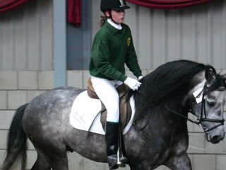 Hengstkeuring Niederlande