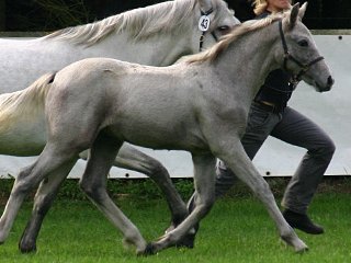 Nationale Keuring Belgien