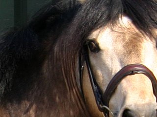 Hengstkeuring Niederlande