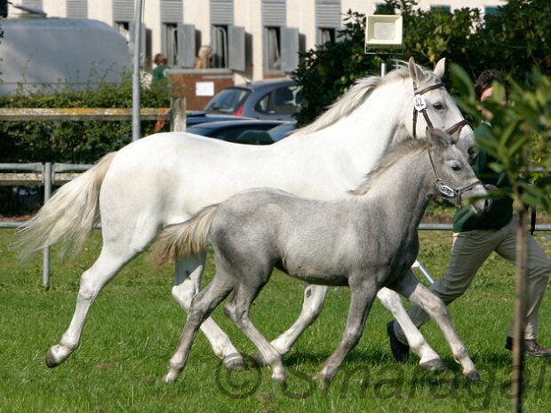 Nationale Keuring Belgien