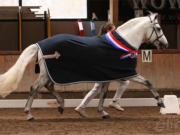 Internation Stallion Show