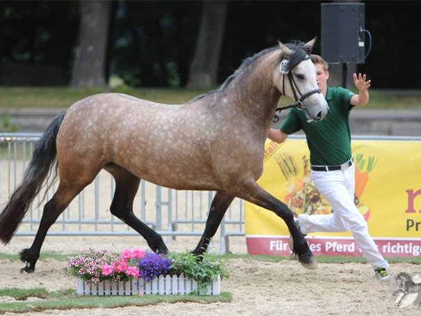 Stuteneintragung Rheinland