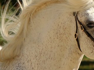 Wickrath International Zuchtklassen