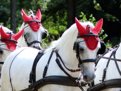 Wickrath International Sportklassen