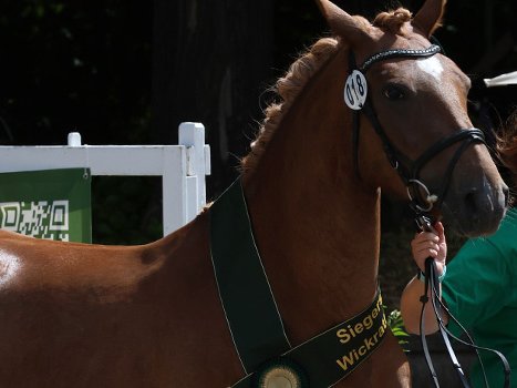 Zentrale Stutenschau