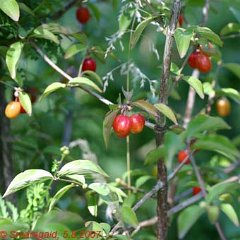 Cornus mas_2007-08-05_8904