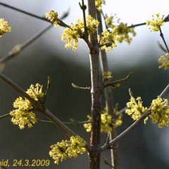 Cornus mas_2009-03-24_4469