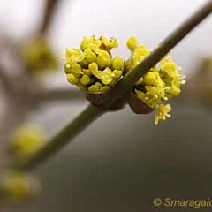 Cornus mas_2012-03-03_7264