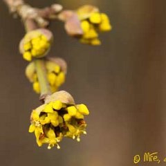 Cornus mas_2013-03-02_1566
