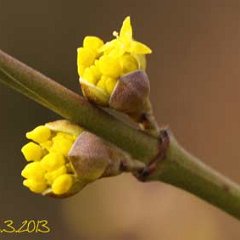 Cornus mas_2013-03-02_1569