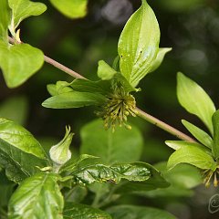 Cornus mas_2014-04-05_Mespilus_7501