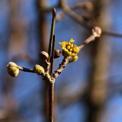 Cornus mas_2015_03_01_3450
