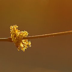 Cornus mas_2016_02_24_9394 Wenn nicht noch soviel anderes zu tun wäre, könnte man mit dem Rosenschnitt beginnen...
