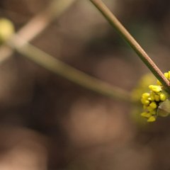 Cornus mas_2017_02_24_4399