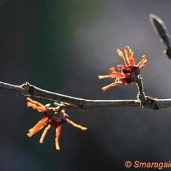 Hamamelis Aphrodite_2010-03-07_0396