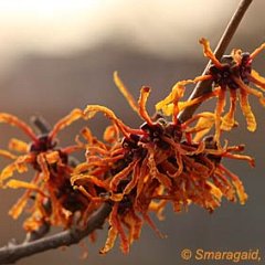 Hamamelis Aphrodite_2012-02_20_7164