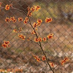 Hamamelis Aphrodite_2012-02_20_7172