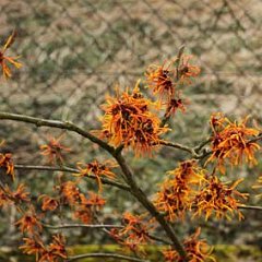Hamamelis Aphrodite_2013-03-02_1539