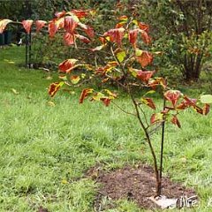 Hamamelis Aphrodite_2013-10-18_4283