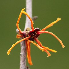 Hamamelis Aphrodite_2014_02_15_5692