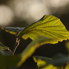 Hamamelis Aphrodite_2014_08_13_1231