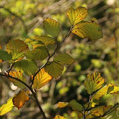 Hamamelis Aphrodite_2014_10_04_2640