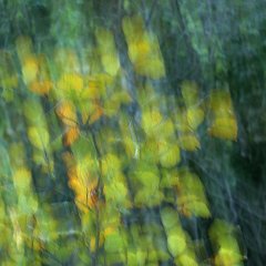 Hamamelis Aphrodite_2014_10_04_2644 Wenn einem die Kamera beim Abdrücken aus der Hand rutscht...