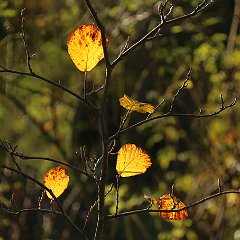 Hamamelis Aphrodite_2014_11_01_2710