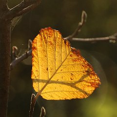 Hamamelis Aphrodite_2014_11_01_2724