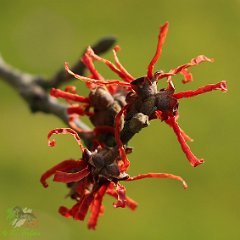 Hamamelis Aphrodite_2015_02_28_3406