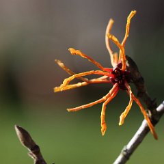 Hamamelis Aphrodite_2015_03_21_3644