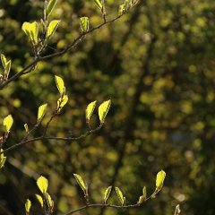 Hamamelis Aphrodite_2015_04_21_4054