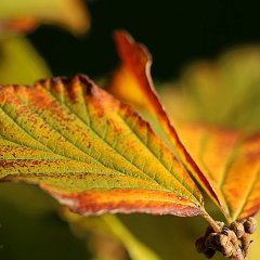 Hamamelis Aphrodite_2015_10_11_8292 Es herbstelt sehr.