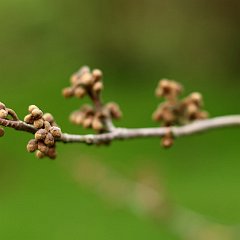 Hamamelis Aphrodite_2015_12_12_8571