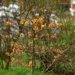 Hamamelis Aphrodite_2016_02_23_Habitus_9370