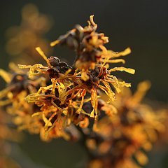 Hamamelis Aphrodite_2016_02_24_9384
