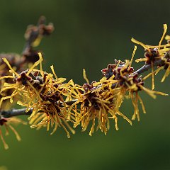 Hamamelis Aphrodite_2016_03_27_9554 Aphrodite und Hellis blühen immer noch