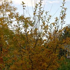 Mispel_2006-11-17_0004 Mispel im prachtvollen Herbstschmuck