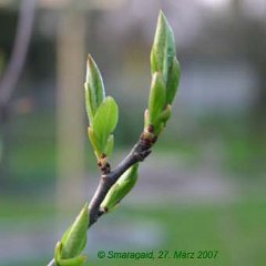 Mispel_2007-03-27_6991