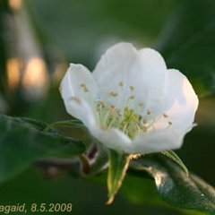 Mispel_2008-05-08_0468