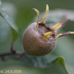 Mispel_2008-09-24_3444