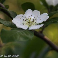 Mispel_2009-05-07_5119