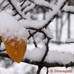 Mispel_2010-11-26_2798