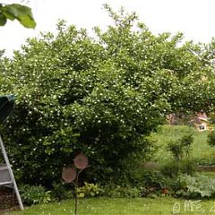 Mispel_2013-05-21_1997