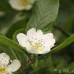 Mispel_2013-05-21_2010