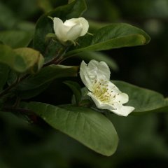 Mispel_2015_05_08_4374