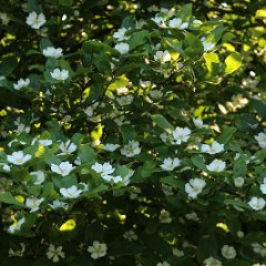 Mispel_2015_05_13_4670