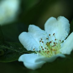 Mispel_2018_05_07_2622