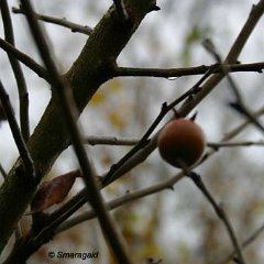 Mispelweissdorn_2006-11-23_6646