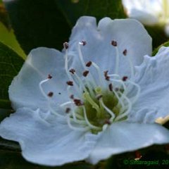 Mispelweissdorn_2007-04_20_7210